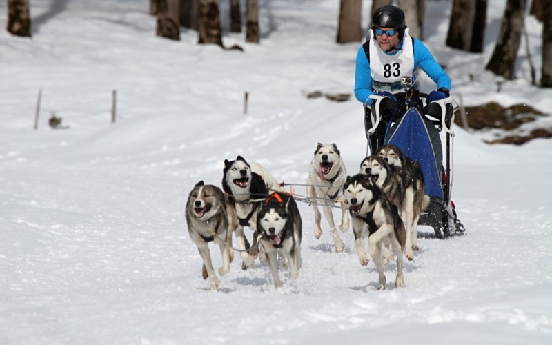 The UP 200 sled dog races